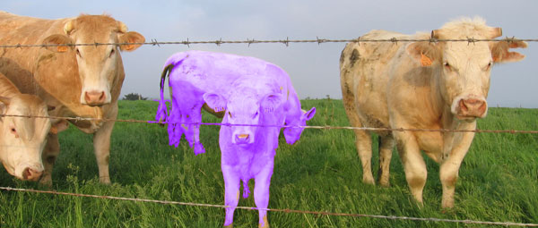 Purple Cow