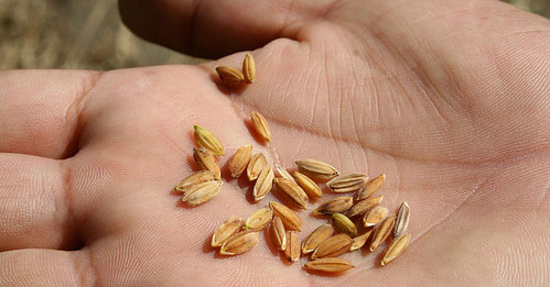 seeds