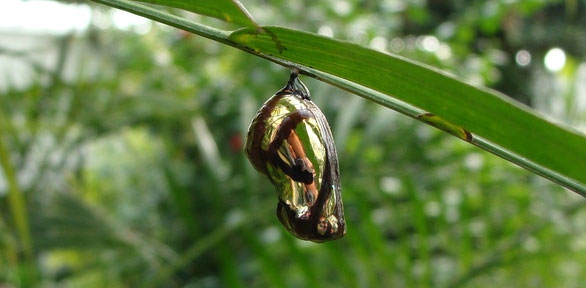 pupa