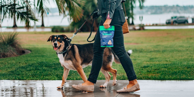 Dog walker walking a dog