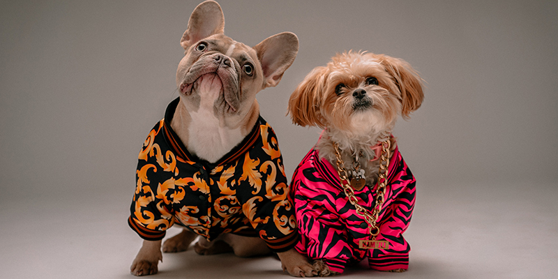 Two dog models dressed in luxurious clothing and jewlery