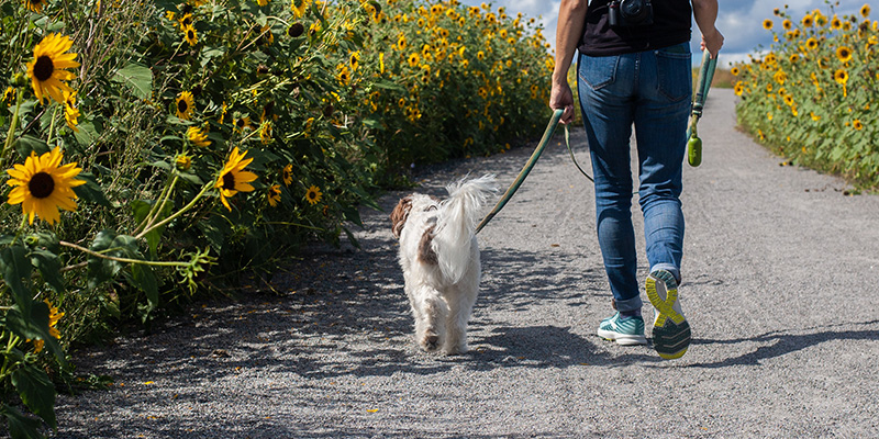 A man walking a white dog on a countryside road