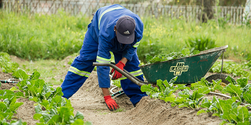 A government gardener picking fruits from the ground