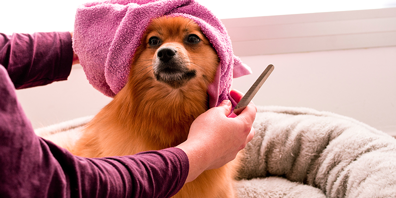 A person grooming a dog