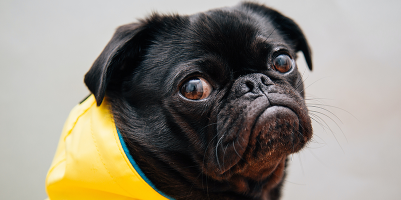 A pug looking at the camera