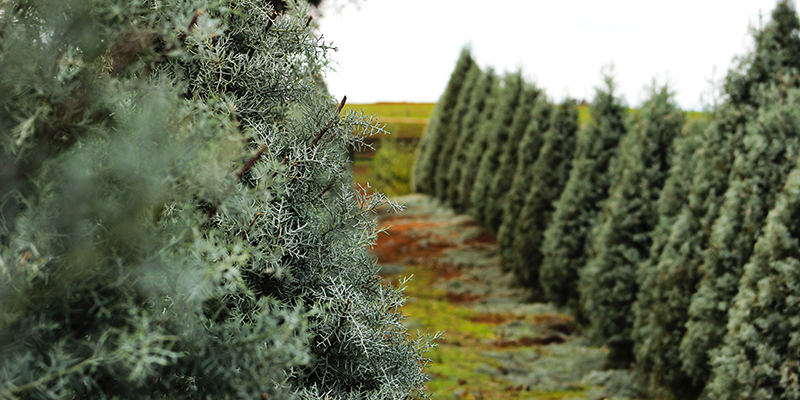 Christmas tree farm in a rural county