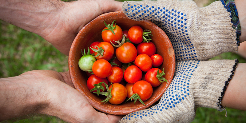 Two set of hands holding a bowl of organic tomatoes